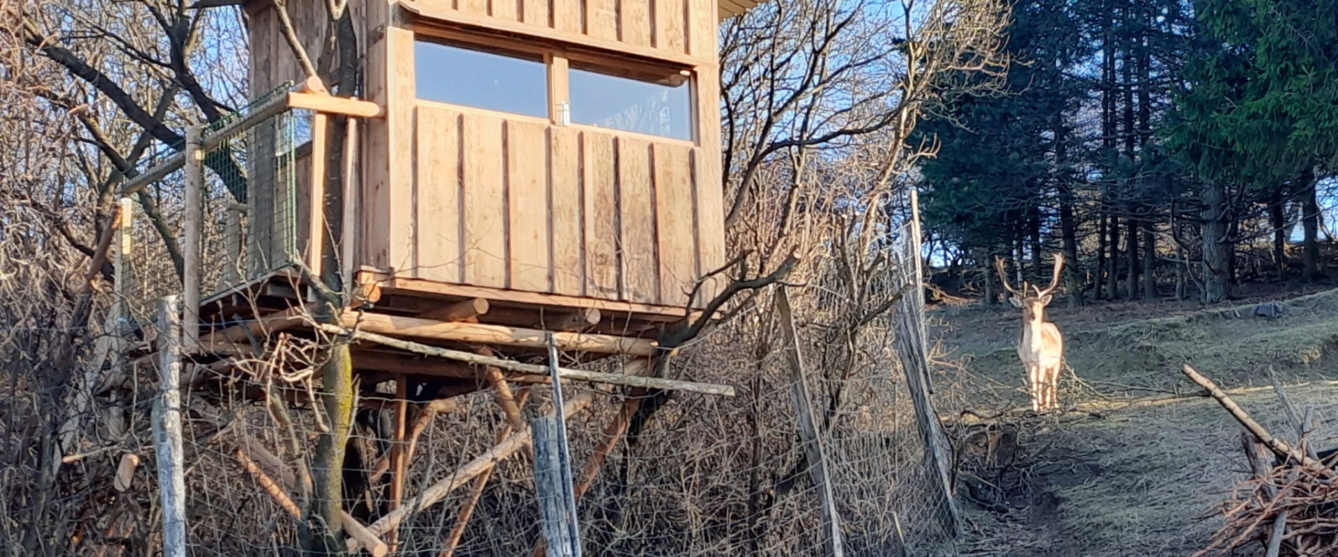 Damwildkanzel mit Geweih