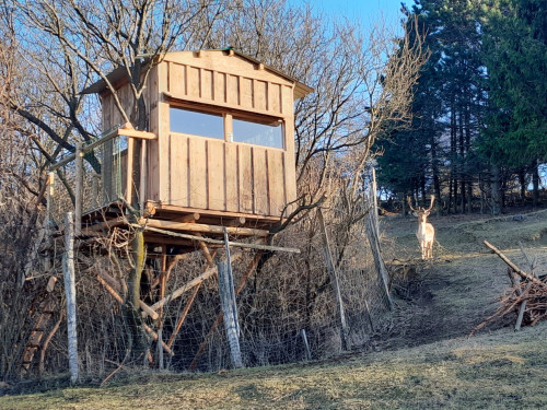 Damwildkanzel mit Geweih